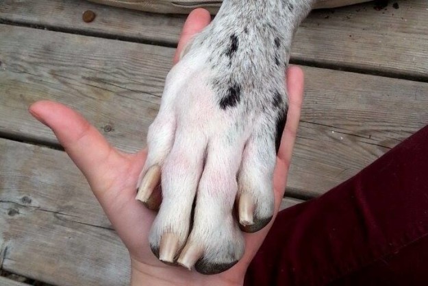 dog paw