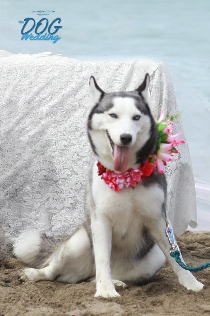 dog wedding guests