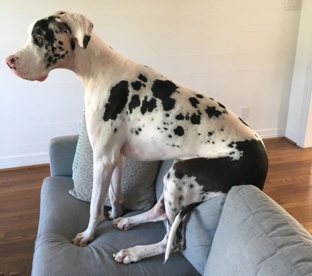 huge dog on sofa