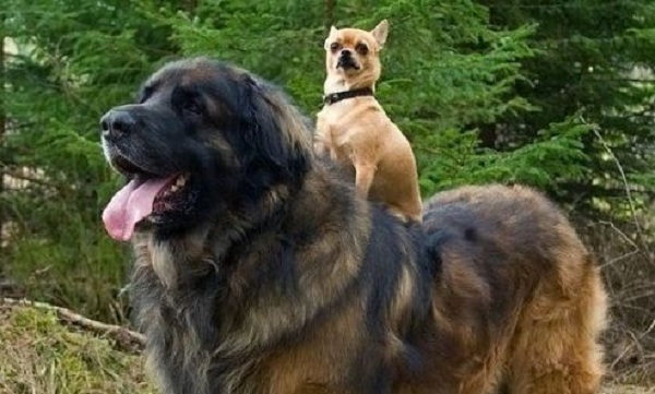tiny dog on big dog
