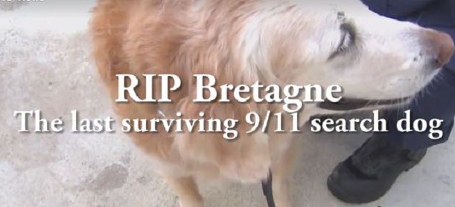 9-11 dog