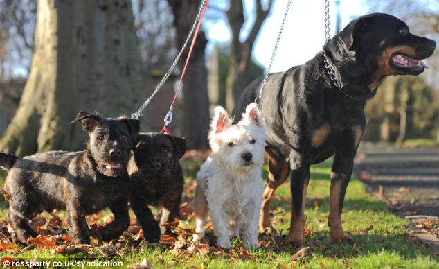 Rottweiler Zara, right, and white West Highland terrier, Joey, mated to create a 'Wottie' cross-breed