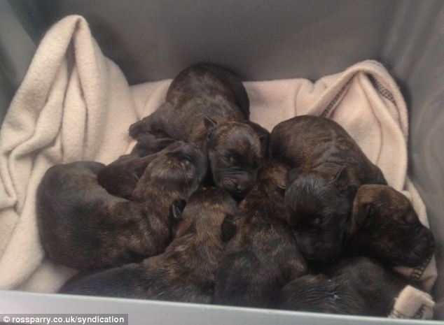 Zara, four, gave birth to a litter of 11 puppies in the summer, but left Joey, one, to take care of them