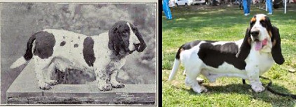 bassett hound