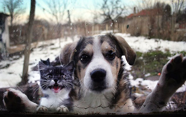 dog and cat