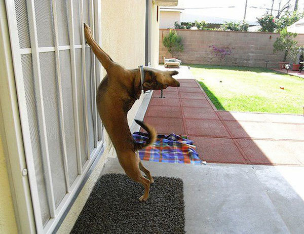 dog backflip