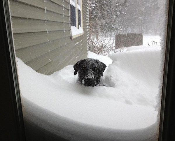 dog in snow