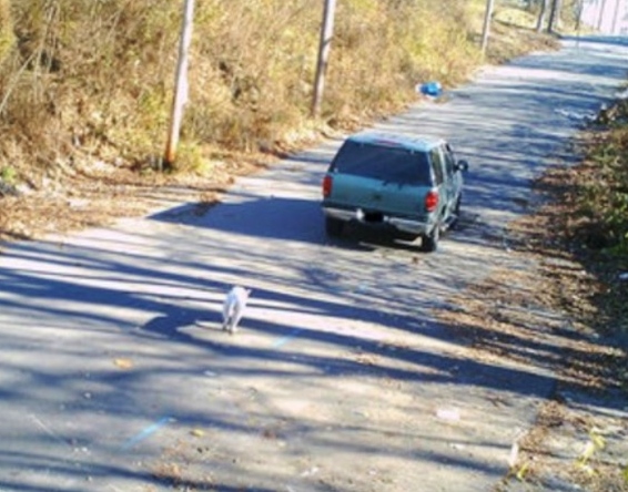 dog on side of road