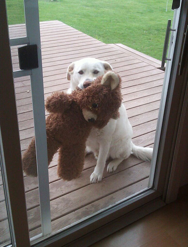 dog with teddy bear