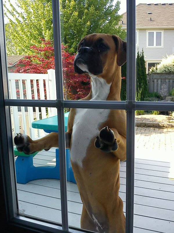 let me in dog