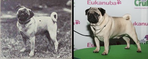 pug changes through the years