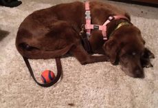 After Spending 9 Months in the Mountains Alone, This Survivor Pup is Finally Home