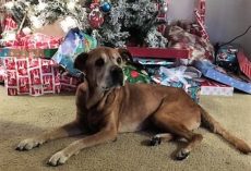 Senior Dog Was Abandoned, But New Mom Makes Heartwarming Promise That is Making Us Tear Up