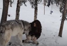 (Video) Alone in the Forest She Sees a Huge Wolf, Then She Looks Into His Eyes and Gets Close to His Face