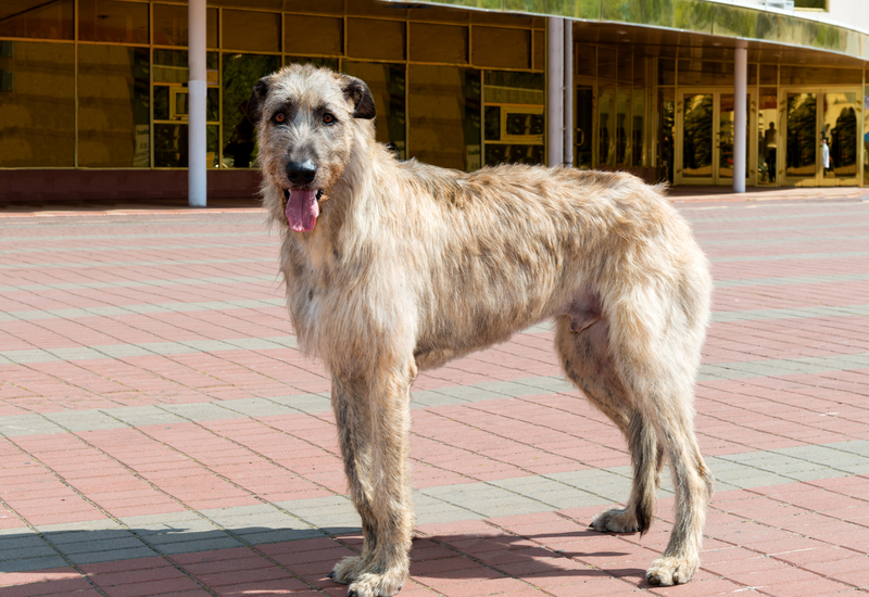 Irish Wolfhound