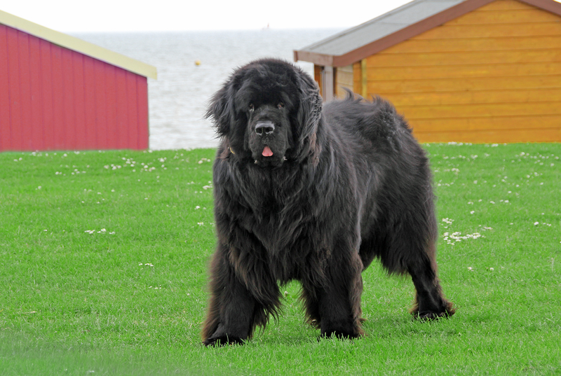 Newfoundland