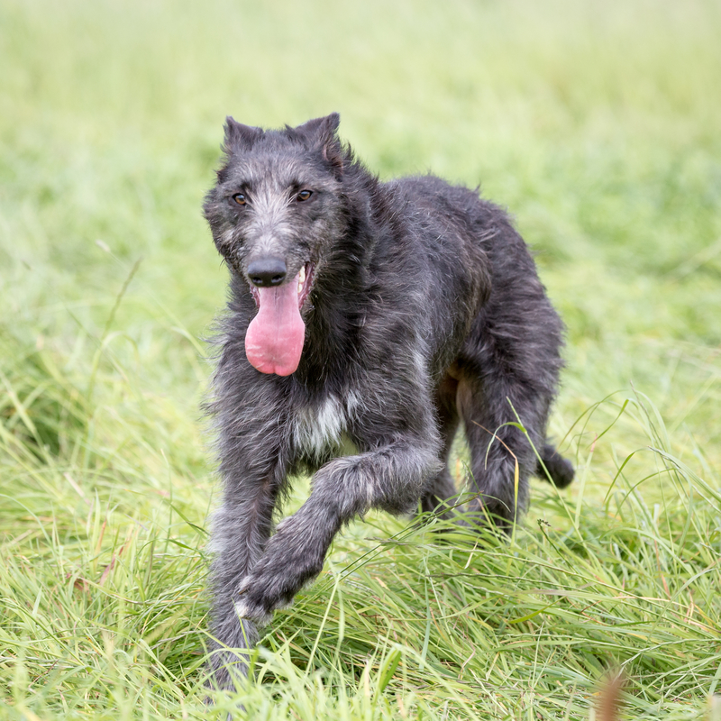 Scottish Deerhound