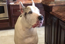 (Video) Dinner is Late, and This Great Dane is Not Thrilled About It
