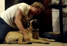 (Video) Owner Tells Bull Mastiff to Go to Bed, Dog’s Defiance Has Us Rolling With Laughter