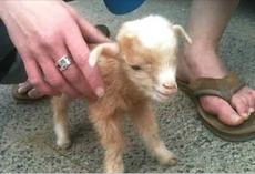 (Video) Baby Goat Jumps All Over The Place, and This Footage of Him is Something No One Should Miss