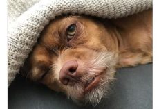 Cute Scruffy Doggy Goes Viral by Showing off a Variety of Fun Facial Expressions