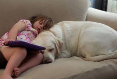 Dog Senses Something is Amiss With Little Girl Who is Miles Away, Mom is Shocked When She Discovers What’s Going On