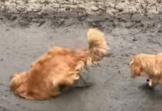 (Video) Golden Retriever Disobeys Orders From Mom and Instead Dives Headfirst into a Giant Mud Puddle