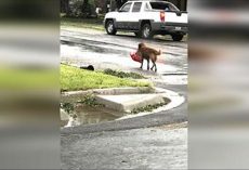 Mom Steps Outside to Check Hurricane Harvey Damage, Then Sees a Dog Carrying Large Bag Of Food