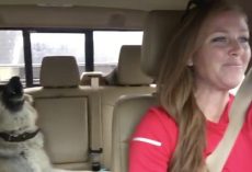 (Video) Mom is Taking a Drive, But it’s Her Dog in the Backseat That Has Our Undivided Attention