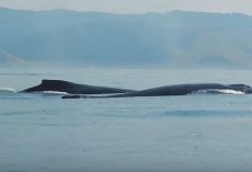 (Video) This Man Films a Fin as it Pop Out of the Ocean. The Next Moment Instantly Goes Viral.