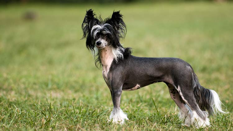 Chinese Crested Dog