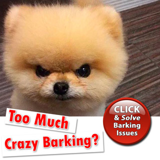 Too Much Crazy Barking?