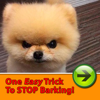 Too Much Crazy Barking?