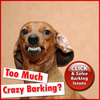 Too Much Crazy Barking?