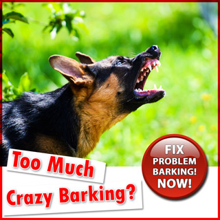 Too Much Crazy Barking?