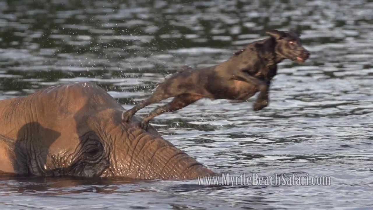 Bubbles and Bella Became Best Swimming Buddies