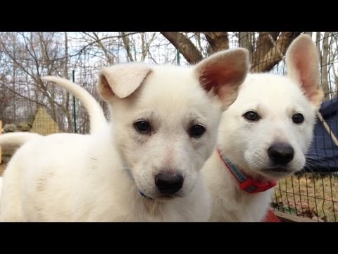 Delightful 7 Week Old Litter of Snowy Shepherd Pups