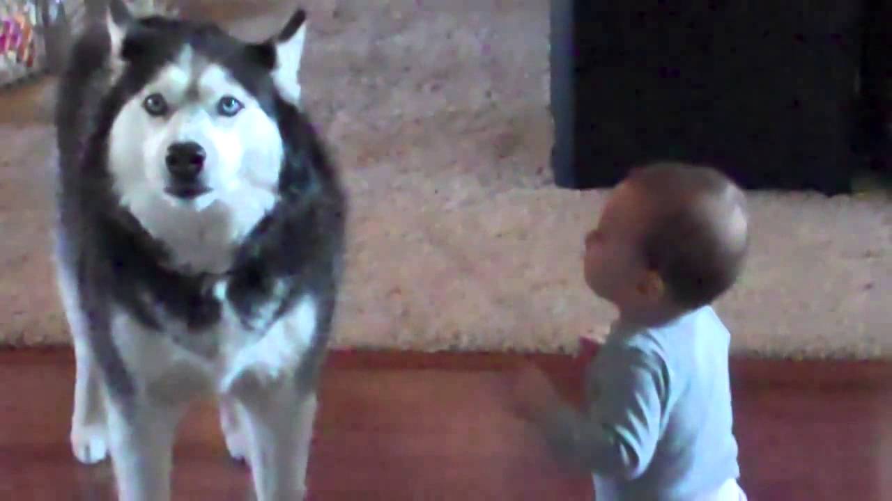 Hilarious Husky Sings Like a Baby