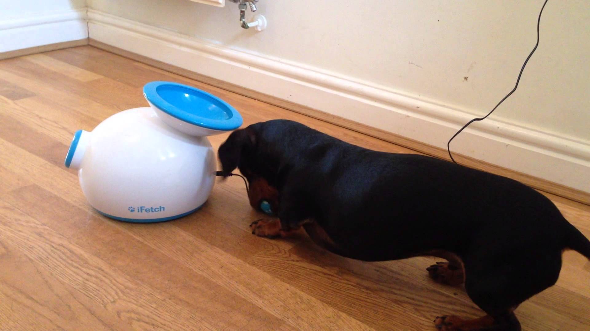 One Lucky Mini Dachshund Has the Ultimate Dog Toy!