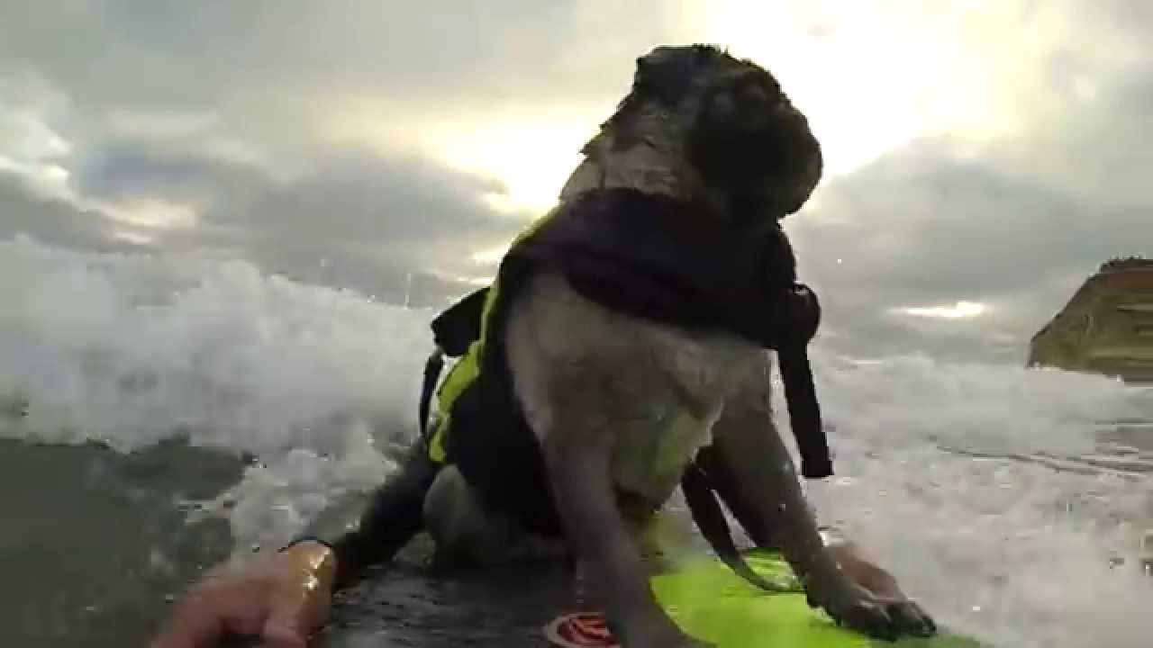 There’s Nothing an Ambitious Pug Can’t do!