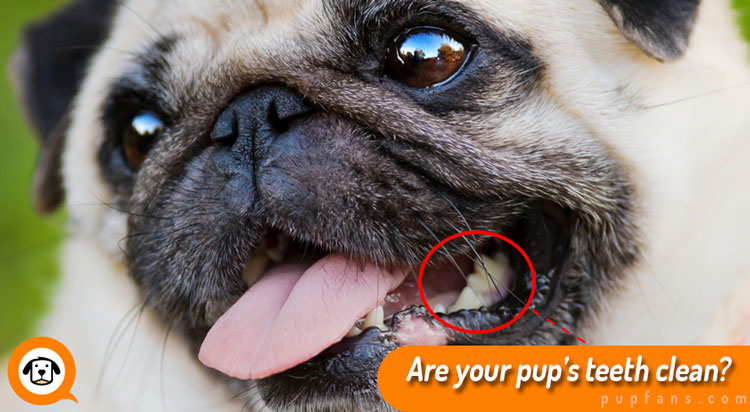 Are your pup's teeth clean?