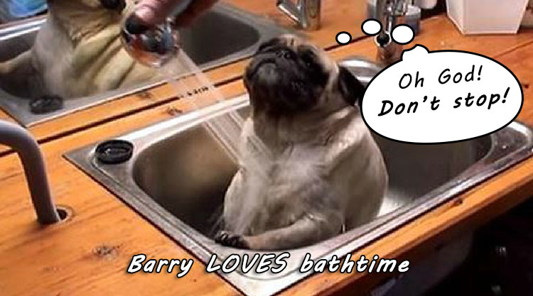 Barry the Pug Loves His Bath More Than Anything