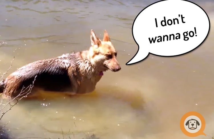 Drama Queen Bella Throws an Adorable Tantrum When It’s Time to Stop Swimming