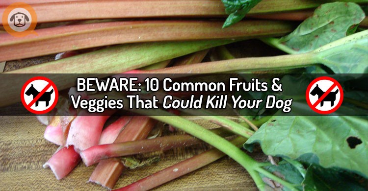 10 Common Fruits and Vegetables That Can Hurt or Kill Your Dog – BEWARE!