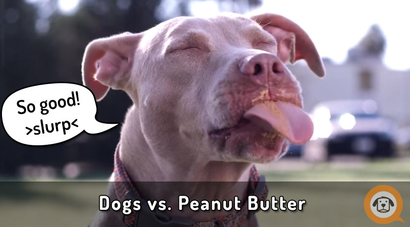 Doggie Bliss: Eating Peanut Butter in Slo-mo