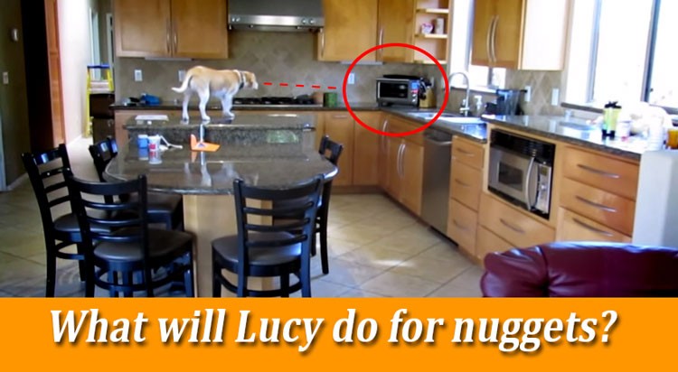 Lucy the beagle loves nuggets