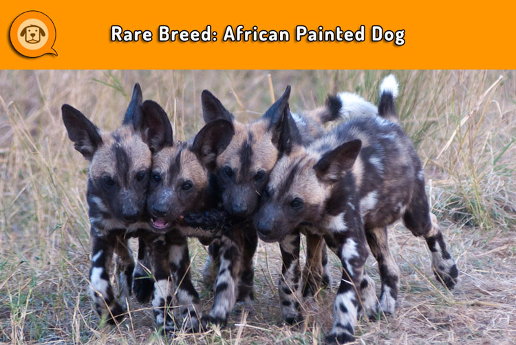 African Painted Dog puppies