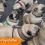 What Happens when 36 Adorable Pugs Gather?