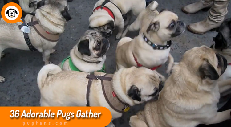 36 Pugs Gather