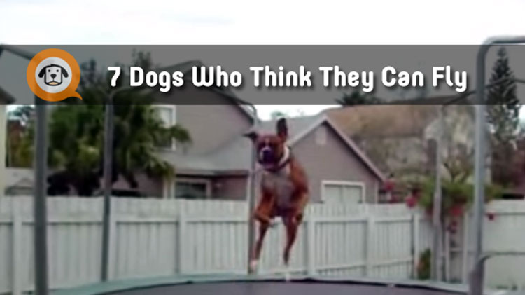 7 Dogs Who Know How To Bounce